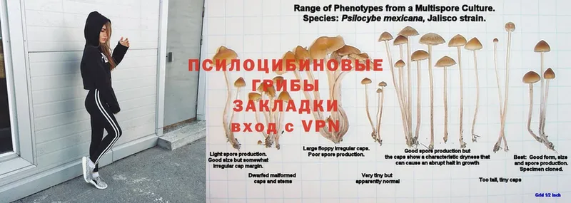 купить наркоту  Ужур  Псилоцибиновые грибы ЛСД 